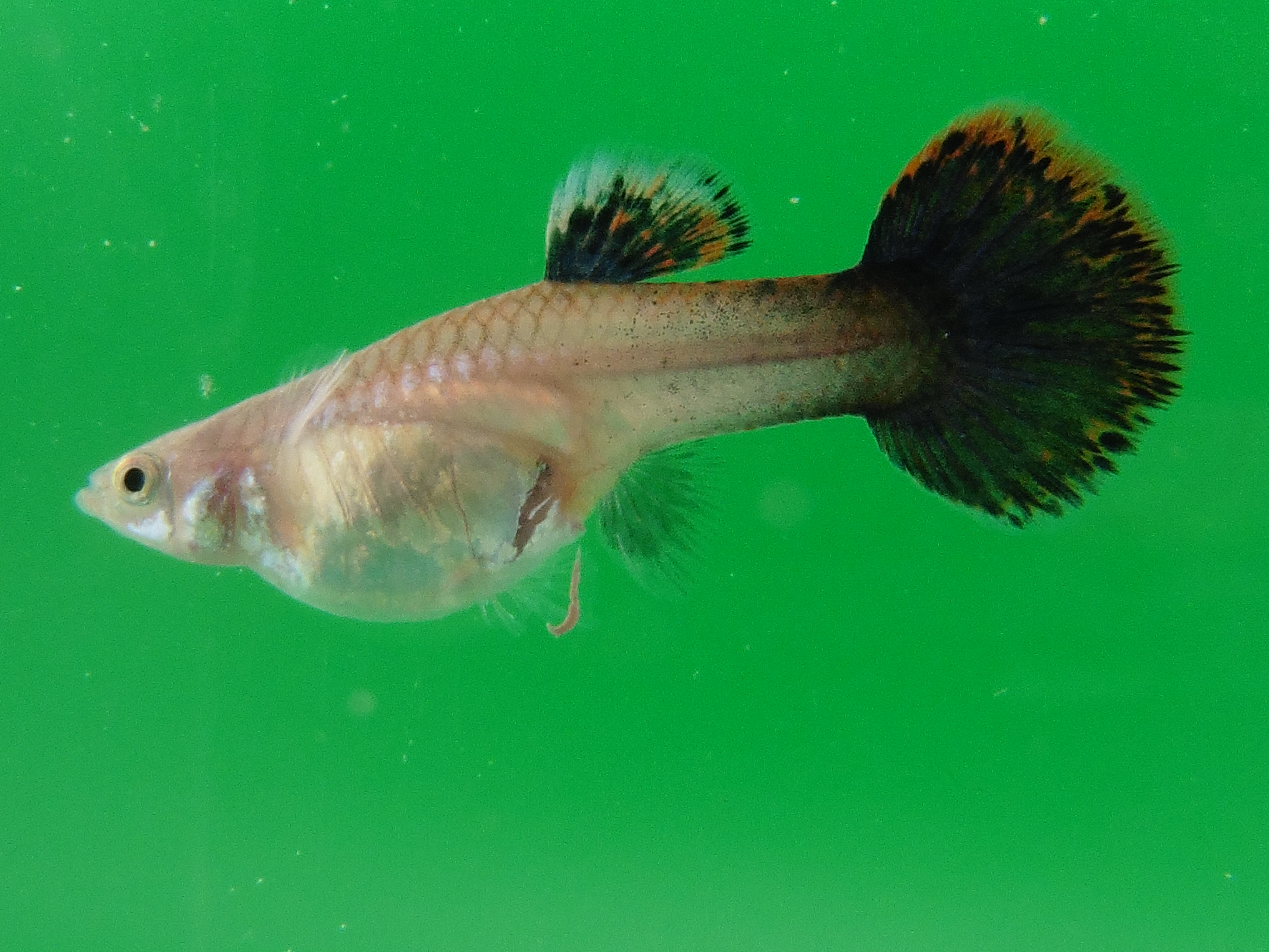 P1030473